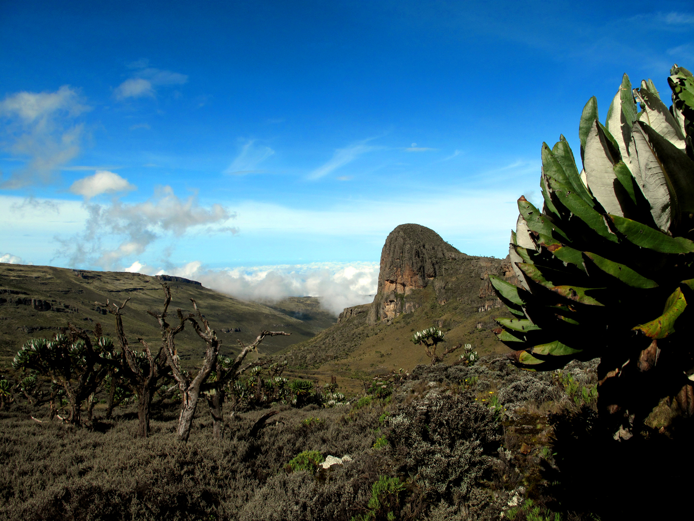 Rocky volcanic landscape and giant lobelia on Mount Elgon